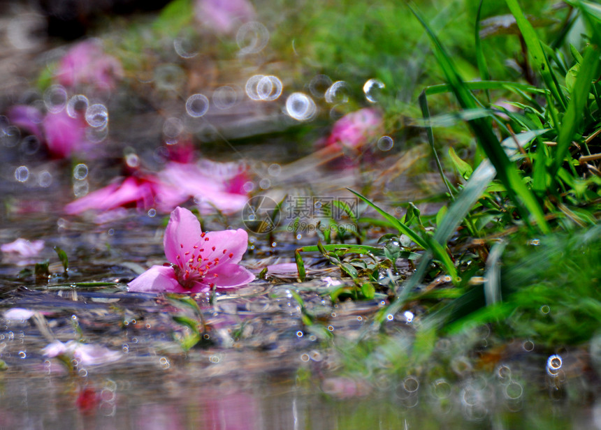 金属花朵粉色溪流图片