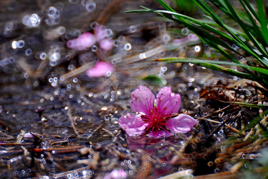 金属花朵粉色溪流图片