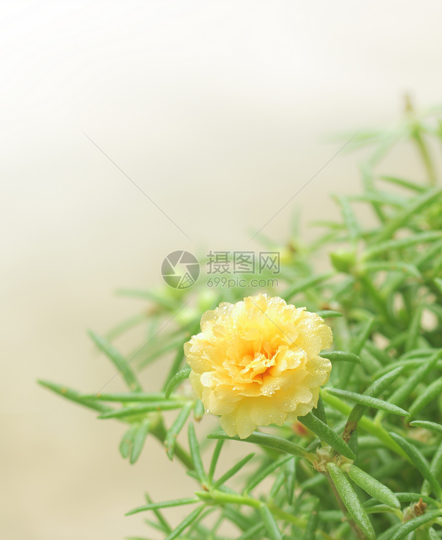 黄黄色波尔图拉卡花朵苔藓草本植物园艺植物学气候宏观花瓣美丽热带叶子图片