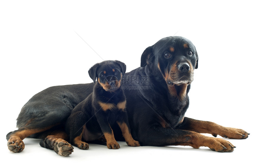 罗威纳犬成人犬类女性动物小狗男性工作室纳犬黑色宠物图片