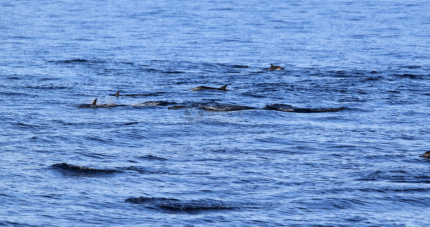 海豚鳍蓝色水平动物尾巴自由野生动物海洋生物生物生活海洋图片