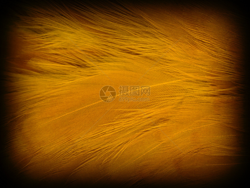 边形背景纹理棕褐色翅膀框架绒毛边缘情调动物园艺术羽毛作品图片