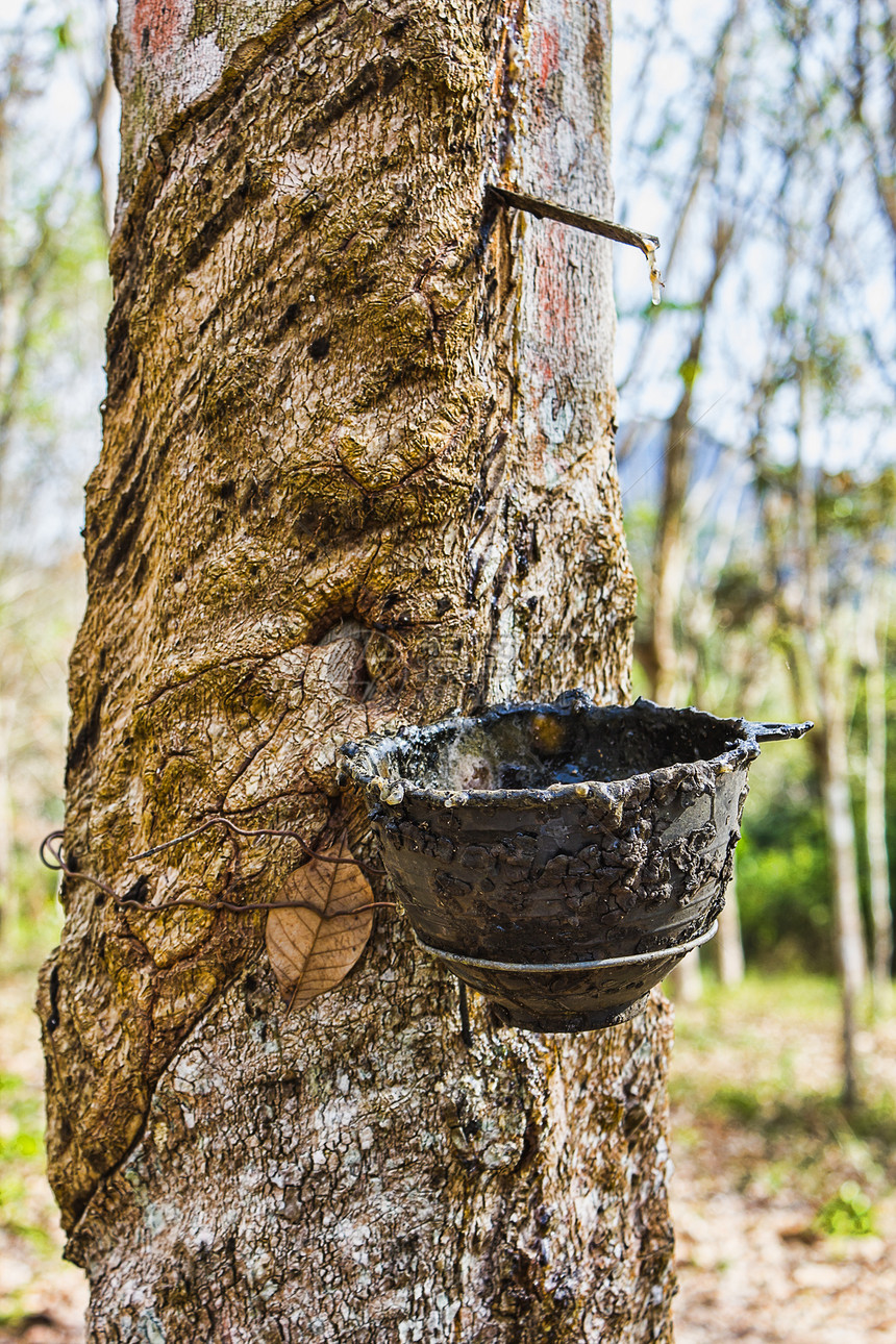 在巴西橡胶树的树干上加杯 用于乳胶产品萃取杯子树木生产森林液体滴水种植园生长橡皮图片