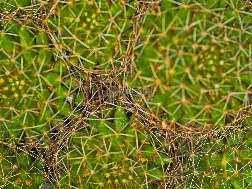 Cactus 巨形纹理干旱植被线条异国宏观国家生活热带植物学植物图片