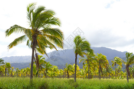 夏威夷棕榈树椰子农场植物热带手掌林场农业树木种植园水果背景图片