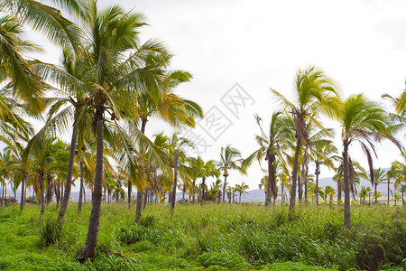 夏威夷棕榈树椰子农场水果农业林场植物手掌树木种植园热带背景图片