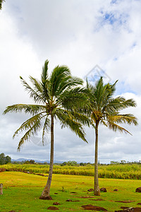 两棵棕榈树一起树木林场种植园农场椰子热带手掌水果植物两棵树背景图片