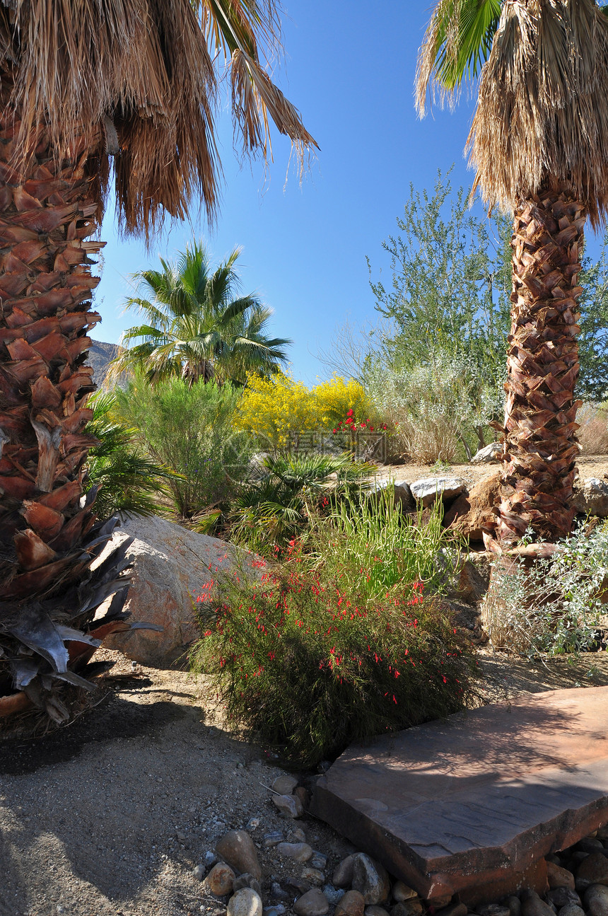 沙漠花园景观棕榈园艺风景干旱植物学花园明信片环境植被图片
