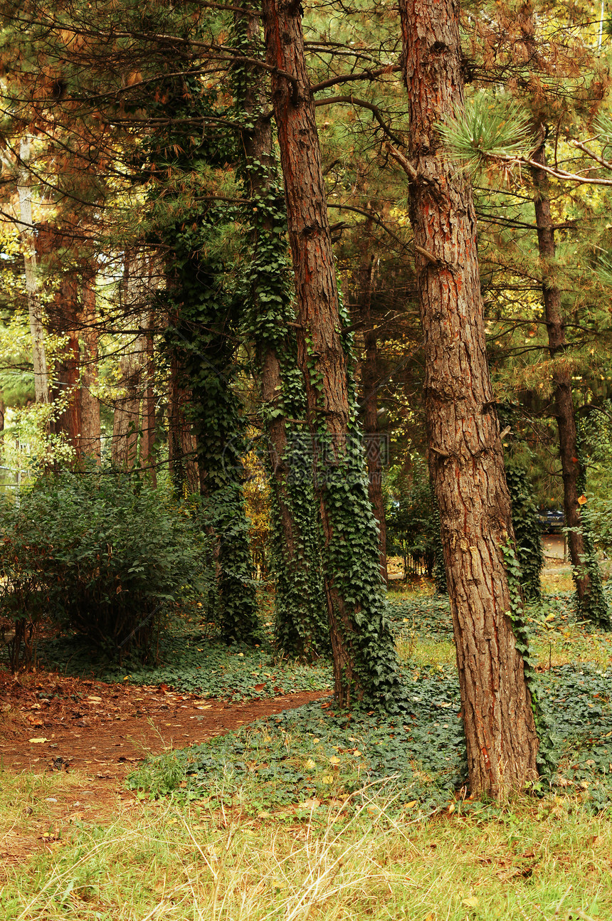 秋天时间 公园中树叶多彩植物学天气阳光叶子森林生态季节花园植物群植物图片