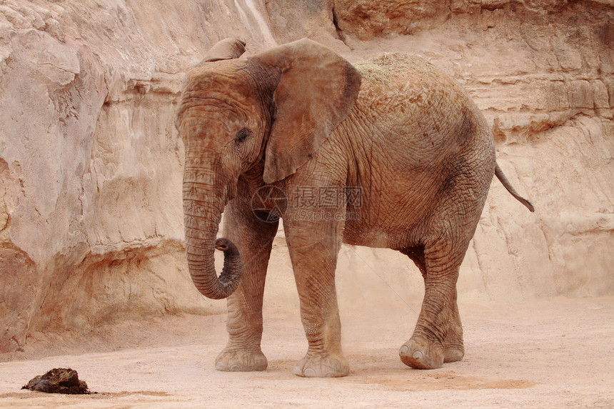 大象哺乳动物动物园食草树干野生动物荒野皮肤耳朵厚皮动物图片