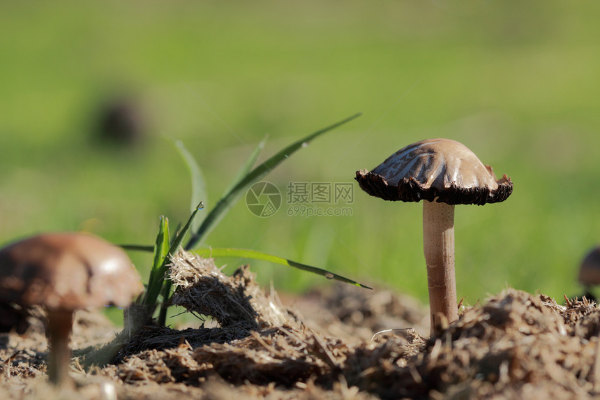 菌类荒野饮食棕色生长圆形农场植物黑色季节性森林图片