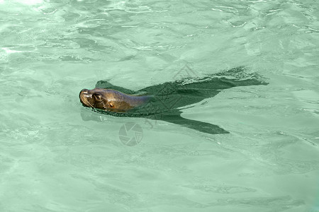 密封海豹野生动物荒野灰色动物哺乳动物绿色游泳背景图片