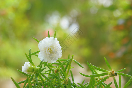 花园中的白波尔图拉卡花朵高清图片
