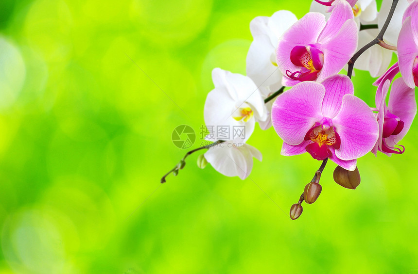 兰花标签框架热带黑色温泉粉色工作室花束卡片植物图片