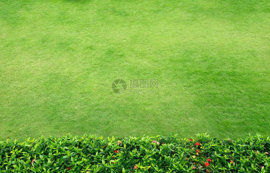 草院子植物群草皮生长园林场地草原纹理活力投标图片