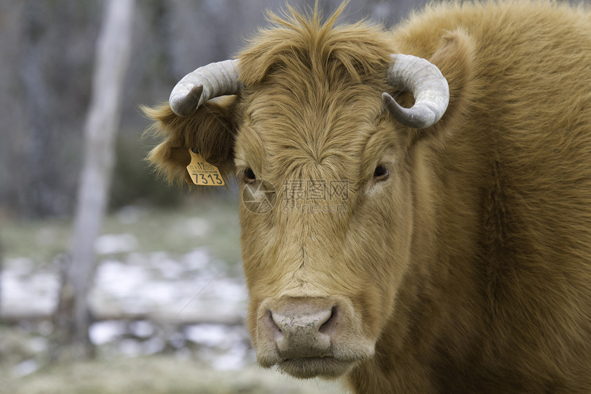 棕牛头草原白色牛肉农业眼睛喇叭牛角动物绿色棕色图片