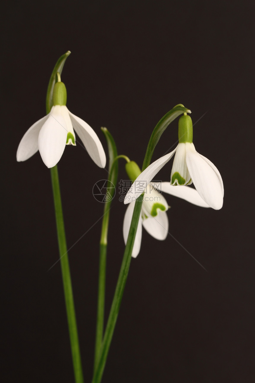 雪滴花园灯泡植物白色花瓣图片