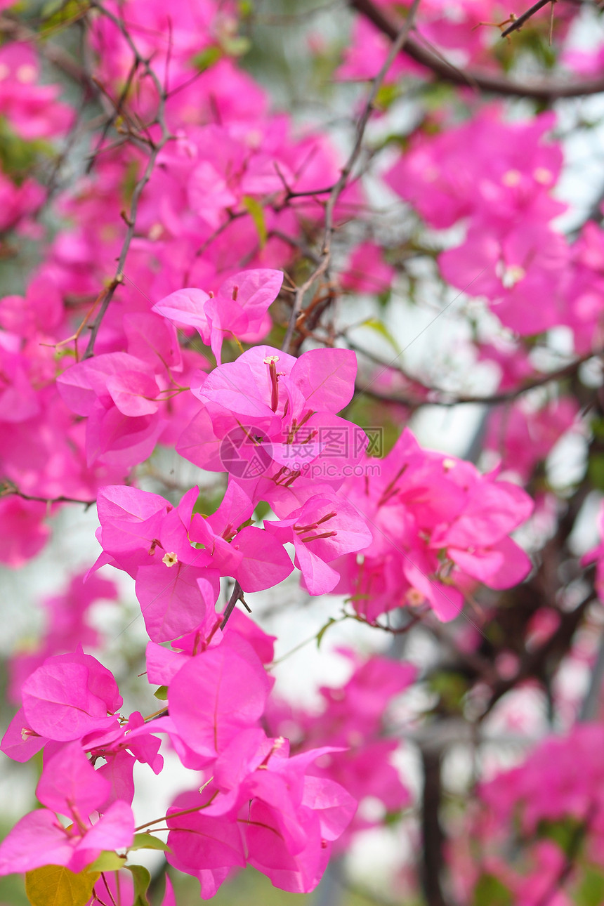 粉红布加维亚花朵粉色花园团体绿色植物群公园花瓣植物叶子热带图片