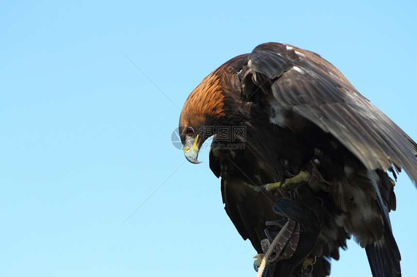金鹰野生动物羽毛猎物猎人食肉翅膀动物图片