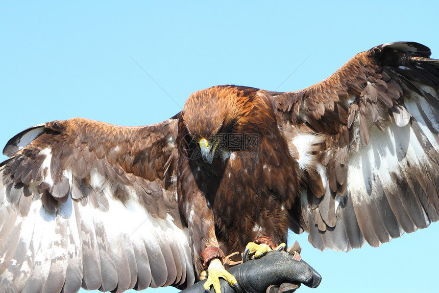 金鹰食肉羽毛猎人动物翅膀猎物野生动物图片