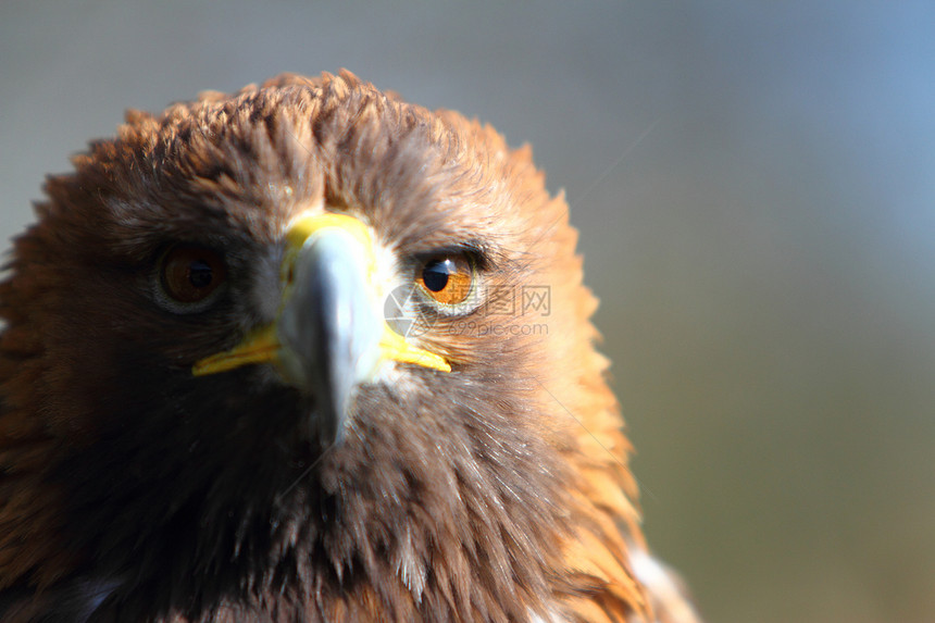 金鹰羽毛野生动物猎人眼睛动物猎物图片