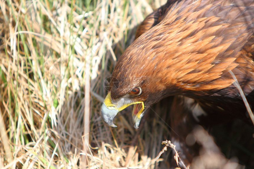 金鹰眼睛野生动物猎物猎人动物羽毛图片