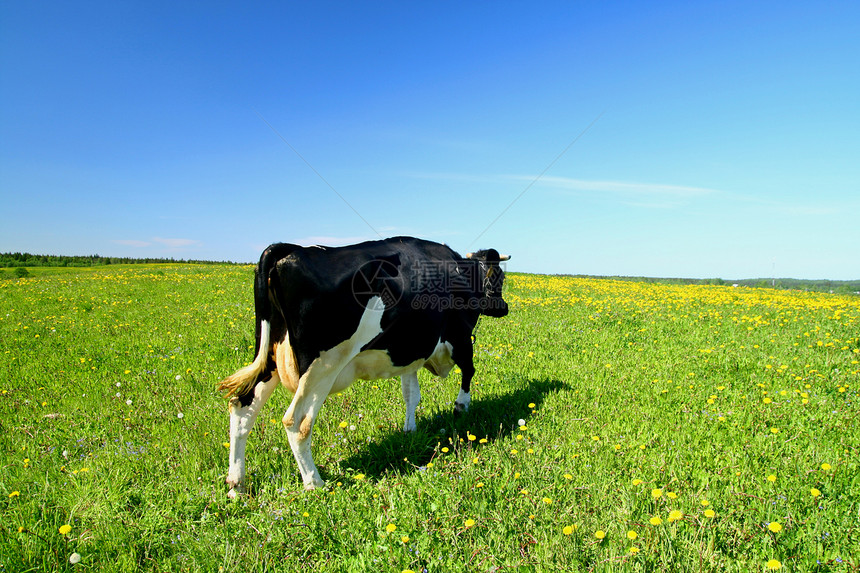 奶牛景观牧场草地动物奶制品农村天空场地阳光家畜农场图片