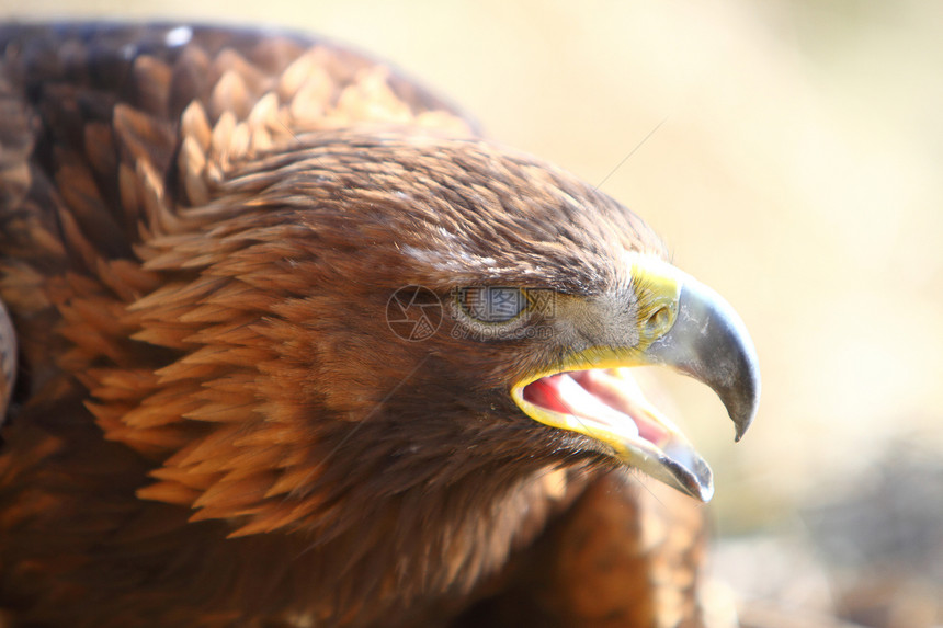 金鹰眼睛动物羽毛猎人猎物野生动物图片
