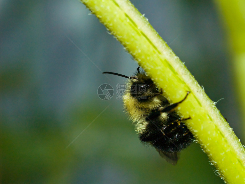 无标题花瓣紫色宏观漏洞昆虫黑色花园花粉植物群绿色图片