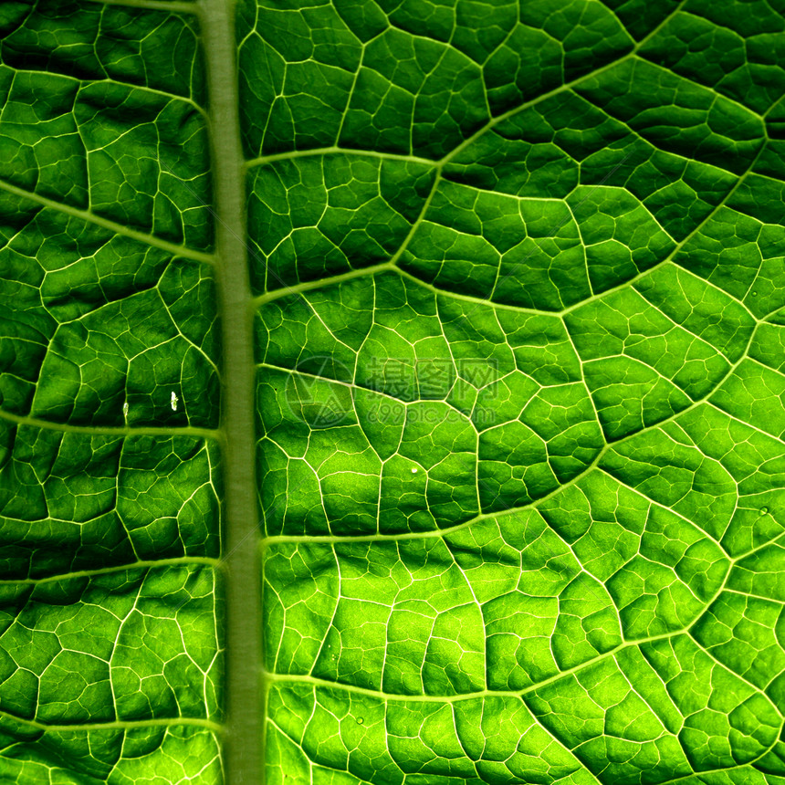 绿叶黄色植物环境刀刃生活生长宏观园艺叶子材料图片
