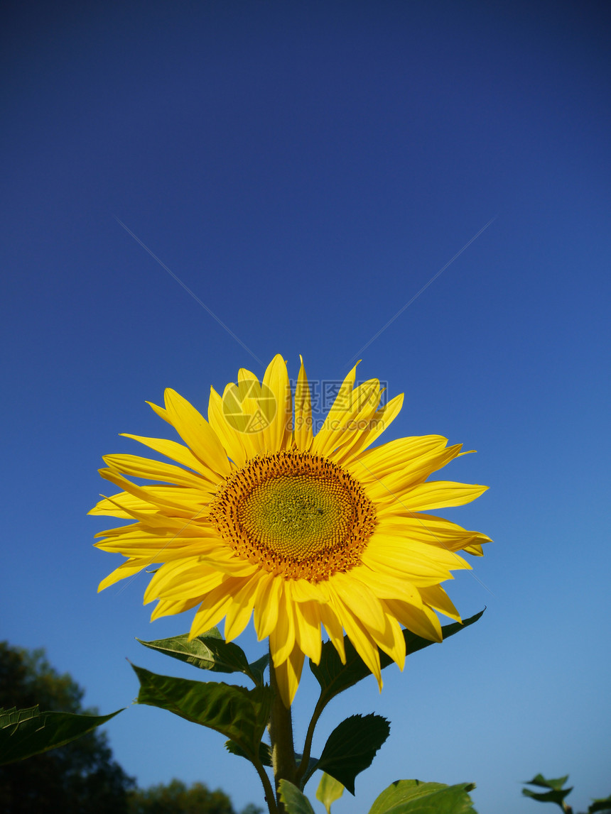 向向日向外的天空植物群草地叶子橙子农村花瓣种植园太阳场地蓝色图片