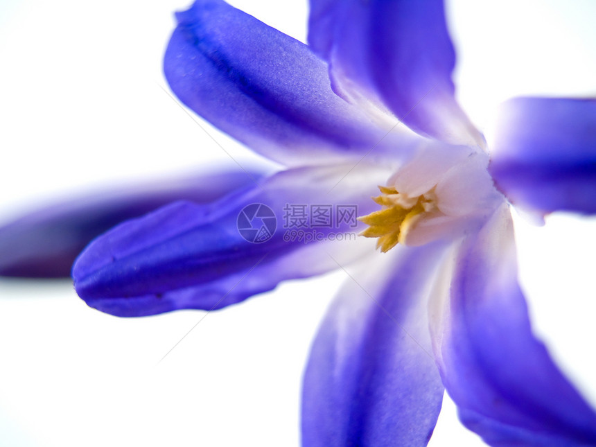 无标题叶子植物群植物学植物礼物生活蓝色园艺花瓣美丽图片