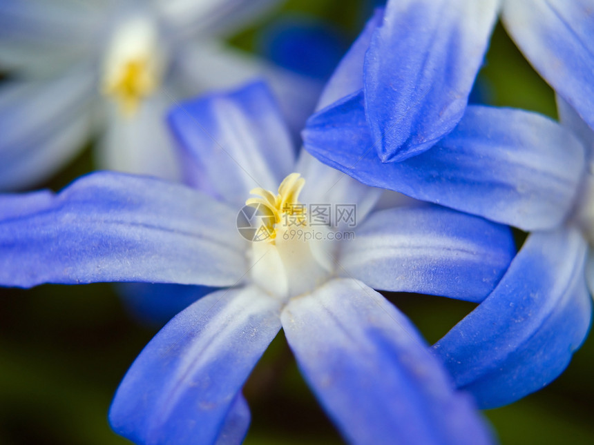 无标题宏观叶子紫色花瓣花粉礼物蓝色生长美丽生活图片