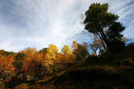 秋季黄色晴天森林背景图片