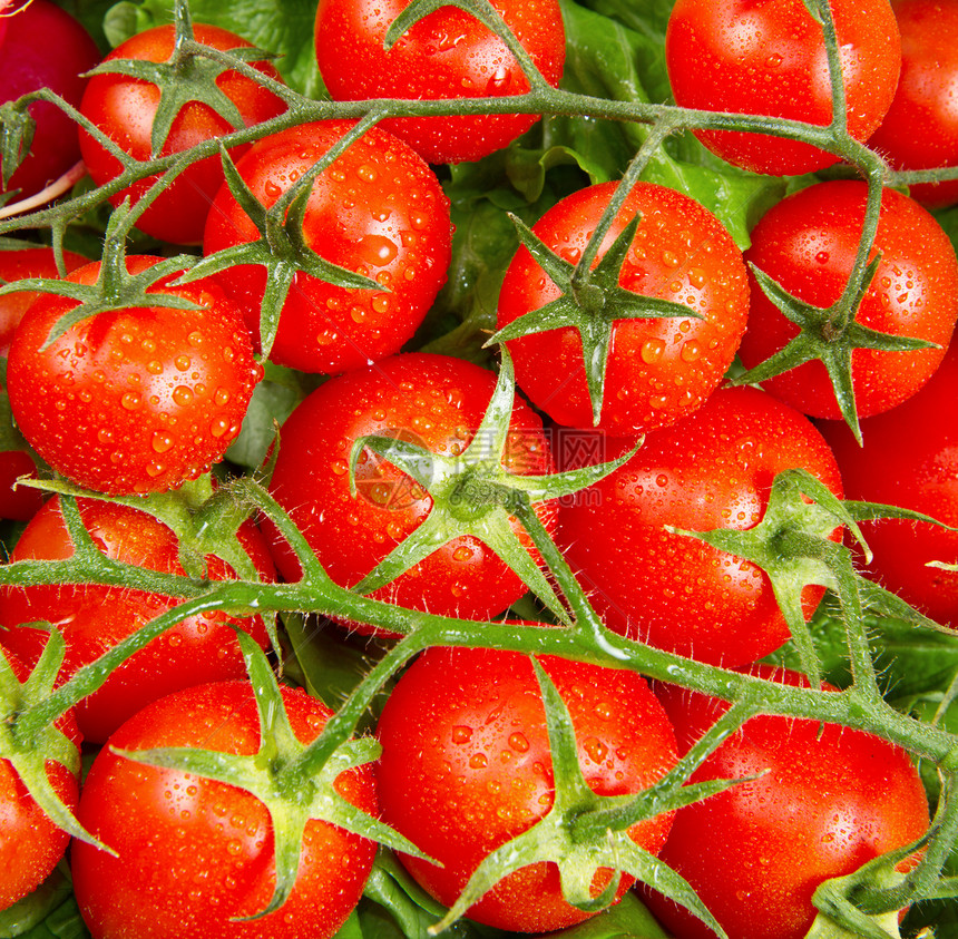 红西红番茄收获团体水果季节购物农民养分食物农业红色图片