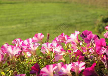 无标题紫色草地绿化花坛美化石头牵牛花抑制花园院子背景图片