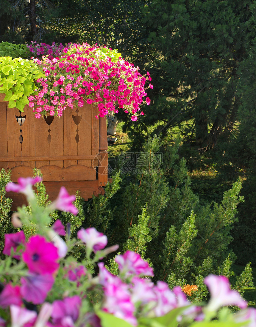 无标题紫色花园抑制园丁花坛美化木头园艺房子石头图片