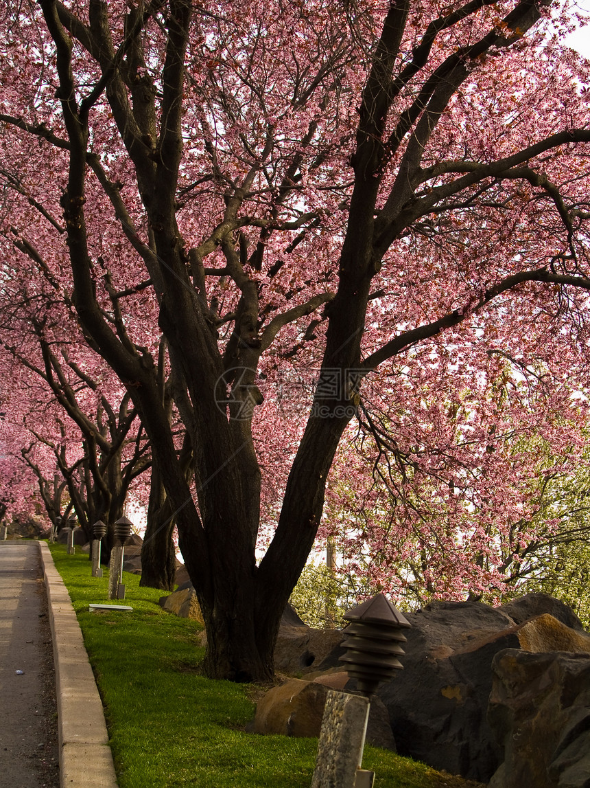 无标题香味人行道公园季节树叶街道花园生长圆圈环境图片