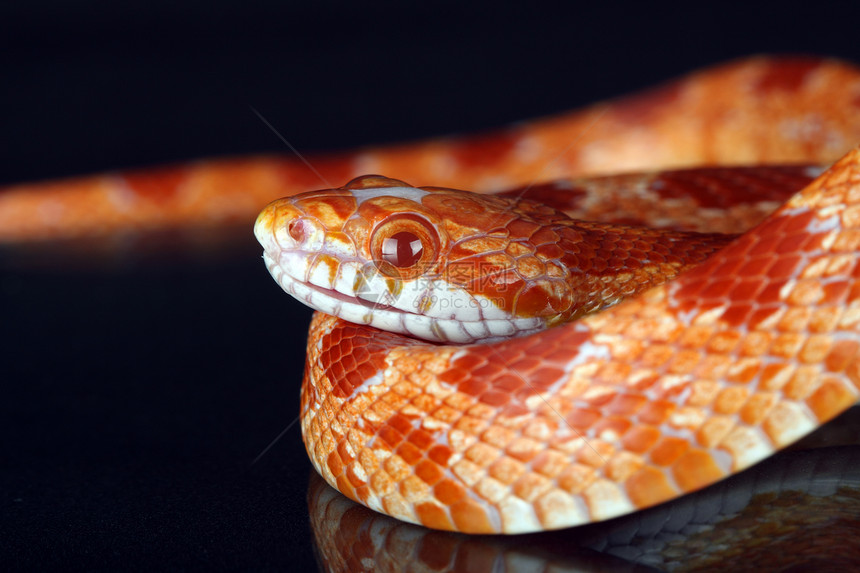 蛇宏观宠物毒液皮肤捕食者动物群生物学手提包皮革异国图片