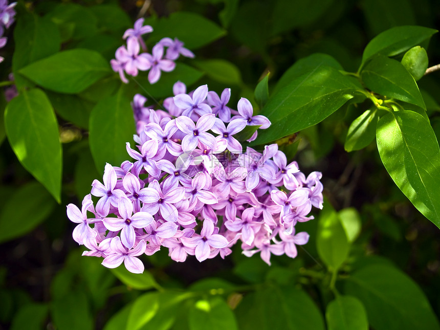 无标题农村植物群风格装饰紫丁香环境庆典衬套紫色花园图片