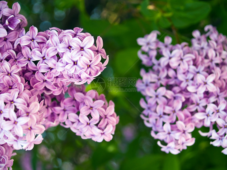 无标题宏观花园叶子环境植物风格庆典衬套农村花束图片