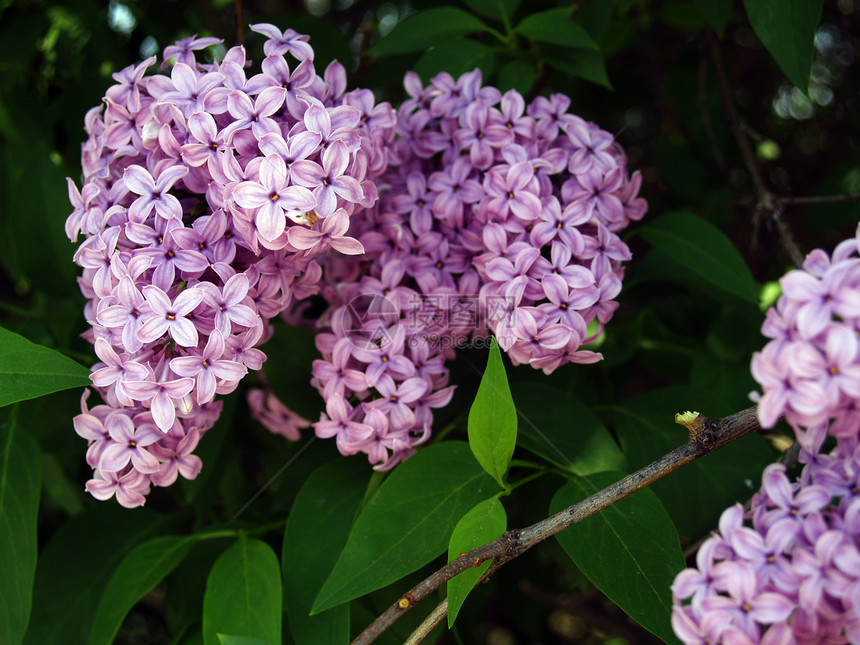 无标题草地紫色衬套植物群花园紫丁香环境花坛风格宏观图片