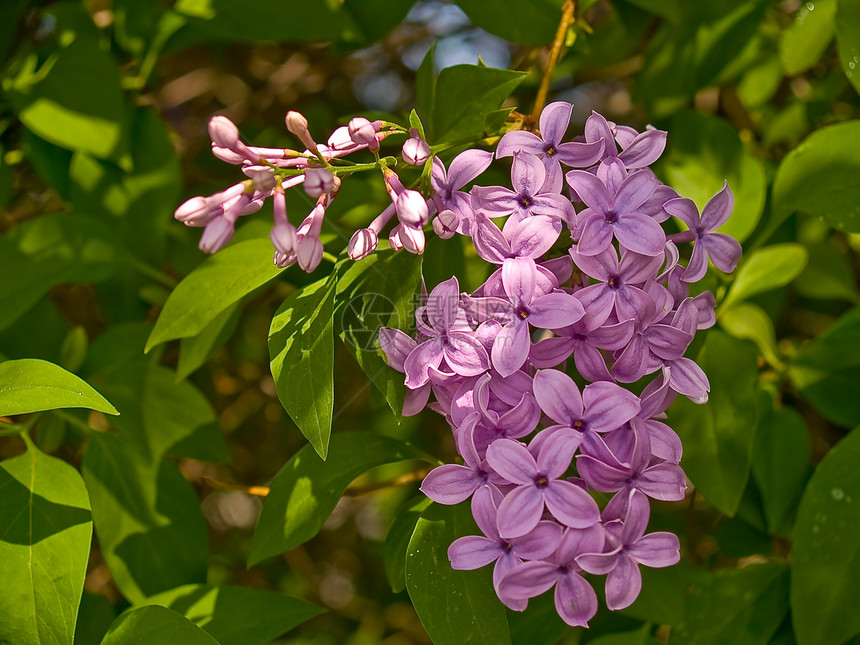 无标题叶子农村植物花园紫丁香花束草地宏观装饰香味图片