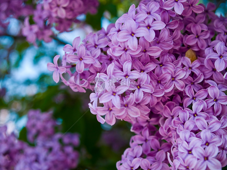 无标题花束衬套植物草地装饰环境农村庆典花园紫丁香图片