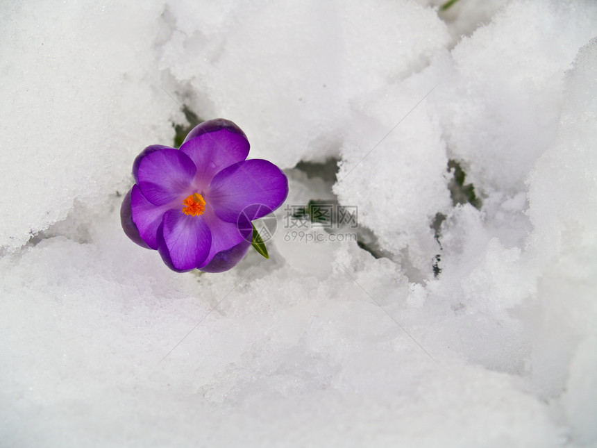 无标题红花植物森林公园季节花园冻结花坛灯泡花瓣图片