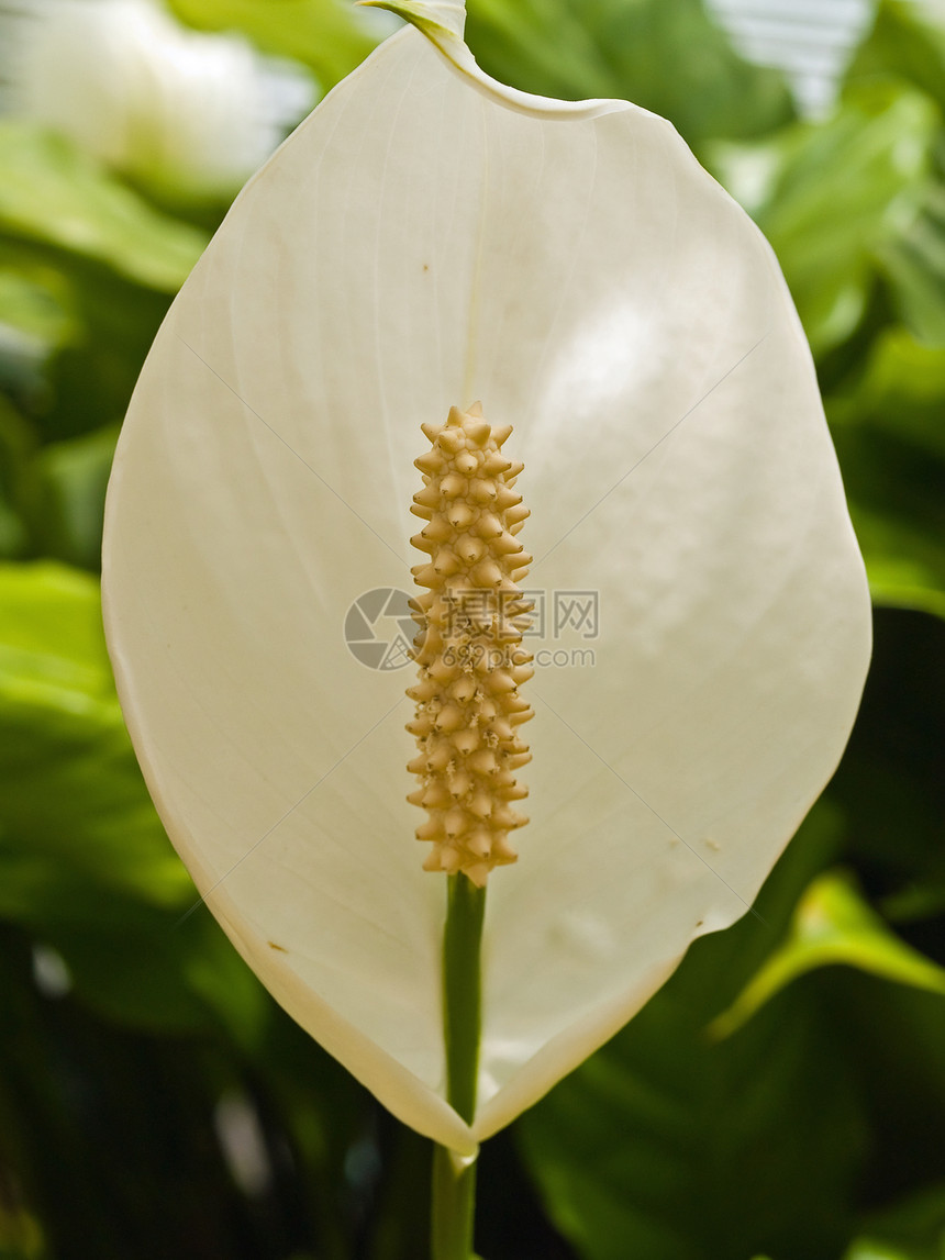 无标题美丽植物花瓣花粉花束院子公园园艺环境植物学图片