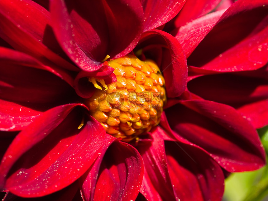 无标题美丽环境花粉花束花园园艺公园院子植物植物学图片