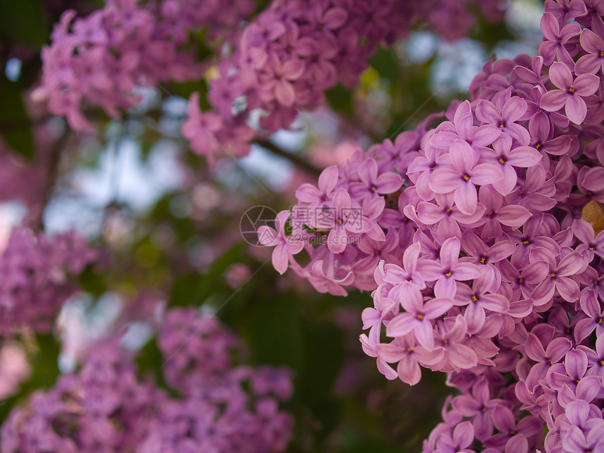 无标题植物紫丁香墙纸照片叶子园艺免版税库存花园植物群图片