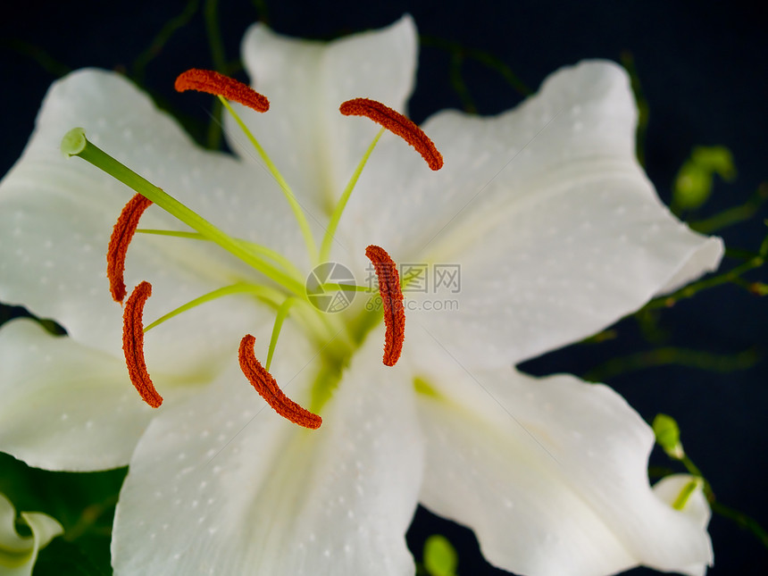 无标题植物幸福礼物花束橙子庆典喇叭仪式树叶美丽图片