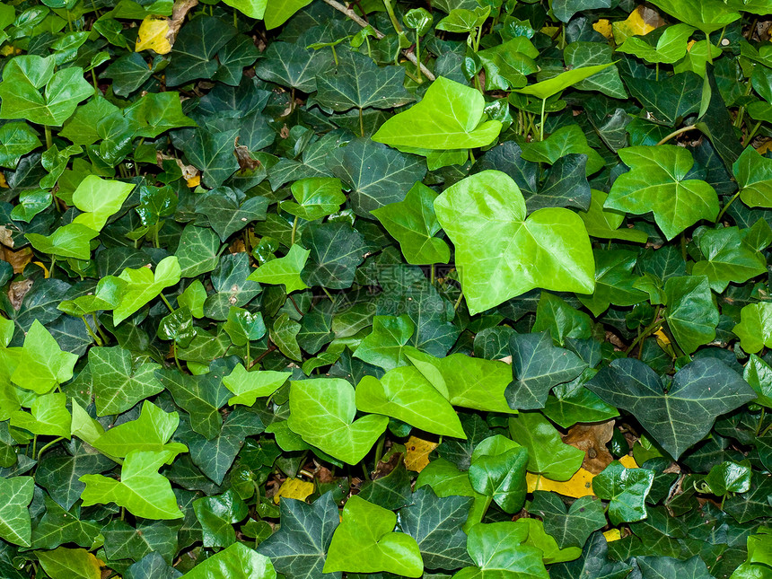 无标题植物群地面生长植被植物藤蔓花园绿色叶子图片